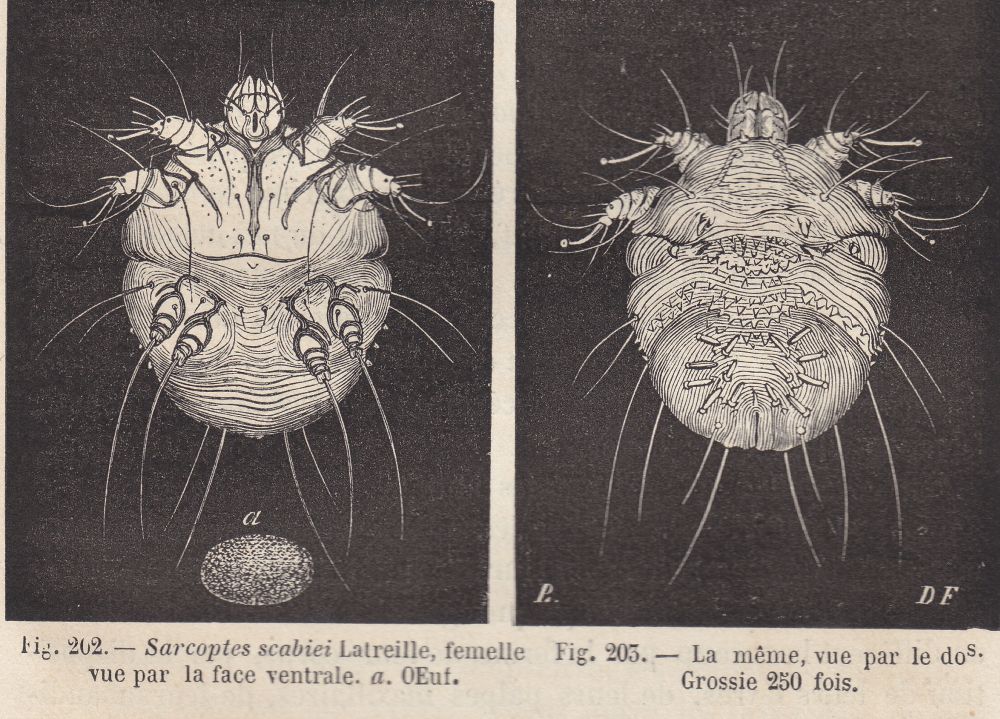 Tavole antiche